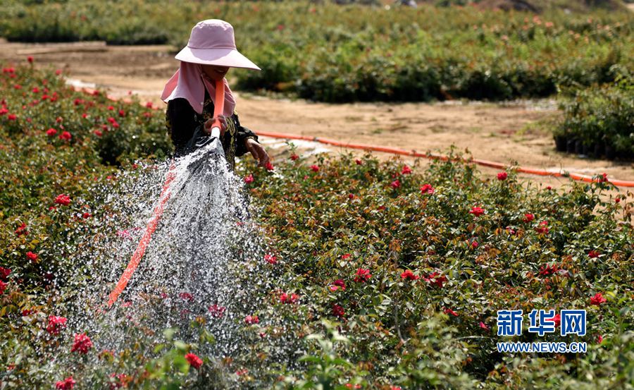 ���:�¼������� ���g����æ