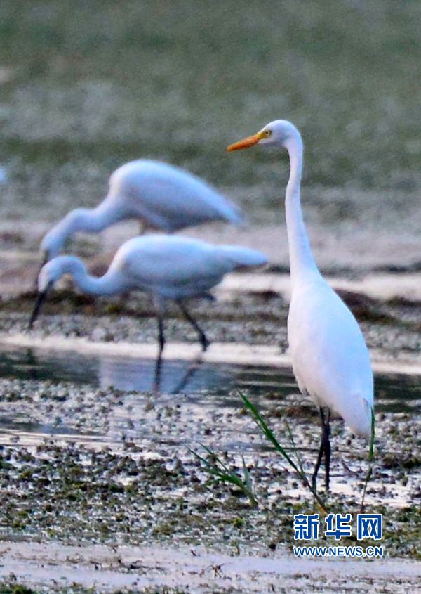 河南汝陽:碧水藍天 和諧之美