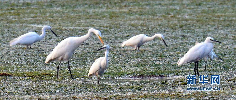 河南汝陽:碧水藍天 和諧之美 河南汝陽:碧水藍天 和諧之美