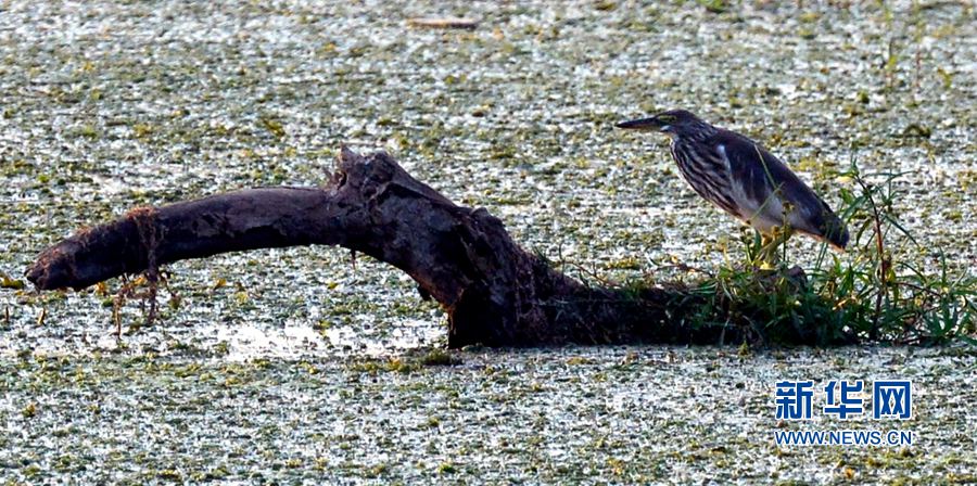 河南汝陽:碧水藍天 和諧之美 河南汝陽:碧水藍天 和諧之美