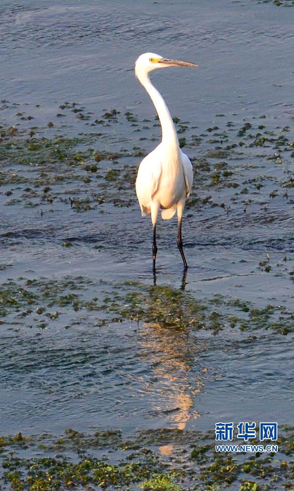 河南汝陽:碧水藍天 和諧之美