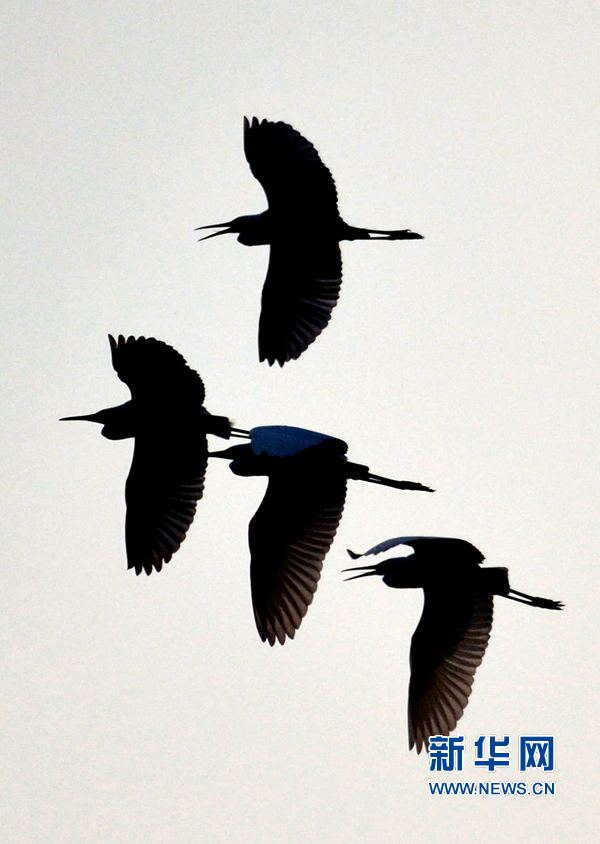 河南汝陽:碧水藍天 和諧之美