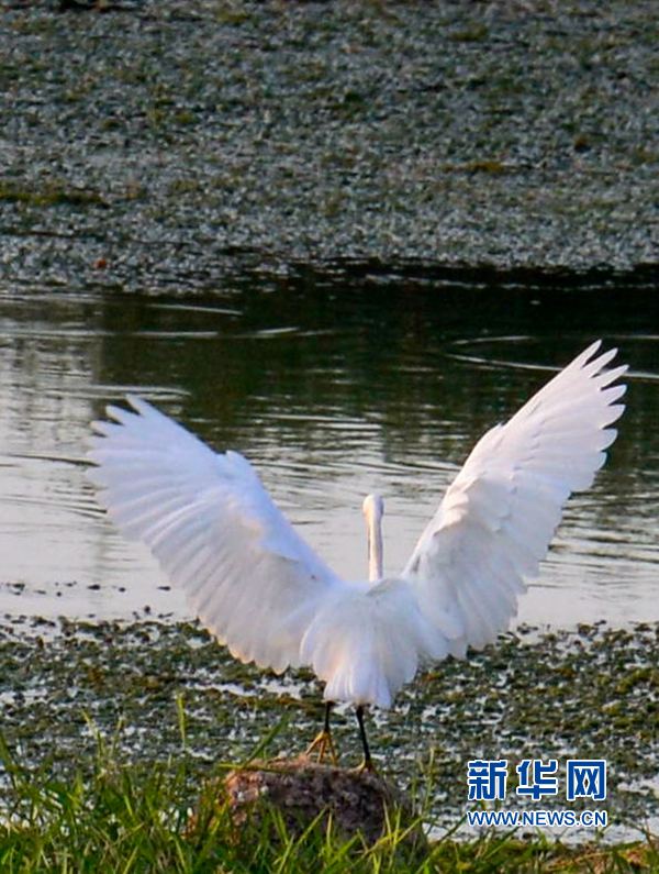 河南汝陽:碧水藍天 和諧之美