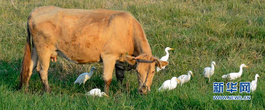 河南汝陽:碧水藍天 和諧之美 河南汝陽:碧水藍天 和諧之美
